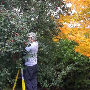 Dan picking apples